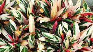 Image result for stromanthe