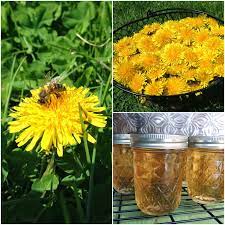 Dandelion Jelly Canning Recipe Using The Flower Petals Dandelion Jelly Jelly Recipes Wild Edibles