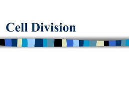 Check spelling or type a new query. Pin On Science 9 Biology Resources