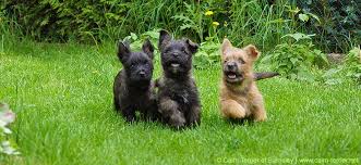 With a friendly personality, norwich terriers are today mostly a companion dog breed. Erziehung Von Welpen Und Hunden Welpenerziehung Hundeerziehung