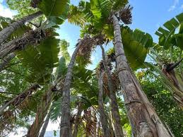 Image result for Strelitzia alba