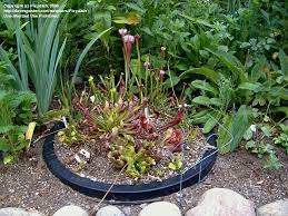 I read the bog garden section from cover to cover (so to speak), an outdoor bog garden is something that has been on my wish list for quite a few years. Carnivorous Plants Let S Make A Little Bog Garden 1 By Pixydish