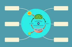 How is energy transferred and transformed in living systems? Cellular Respiration Concept Map Definition Types And Steps