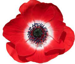An Entry From Transparent Flowers Powered By Tumblr Com Flowers Transparent Flowers Anemone Flower