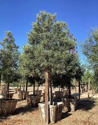 Image result for Acacia melanoxylon