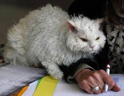 8 Unique Curly Haired Cat Breeds That Suitable For Family S Pet
