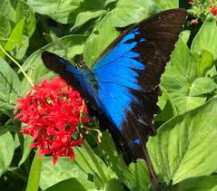 Butterflies have a long tube in their mouths that is called a proboscis. Papilio Ulysses Wikipedia