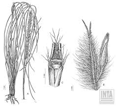 Image result for Elionurus muticus