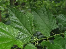 Image result for Alangium chinense