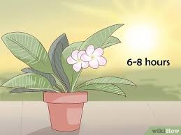Plumeria do best in full sun with at least a half day's sun exposure to bloom properly. How To Grow A Plumeria With Pictures Wikihow
