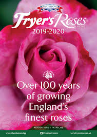 Tangerine skies climbing rose for sale. Fryer S Roses Catalogue 2019 2020 By Smart Brochures Issuu
