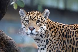 Jaguars can survive in many different habitats. Cats Of The Amazon Rainforest South American Vacations