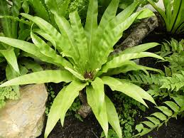 Image result for Asplenium