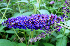 Image result for Buddleja davidii