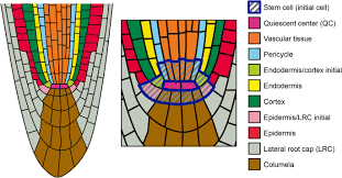 Stem has apical meristem in the shoot apex, intercalary meristem in nodes and lateral meristem in form of cambium in vascular. Stem Cells Within The Shoot Apical Meristem Identity Arrangement And Communication Springerlink