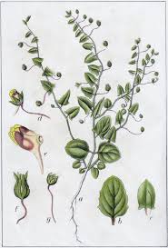 Image result for Elatine