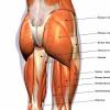 The gluteus maximus, the gluteus medius and the gluteus minimum (see diagram above). 1