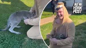 Baby Kangaroo Thinks Man In Onesie Is His Mom Video New York Post