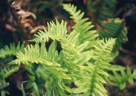 Image result for Polypodiaceae