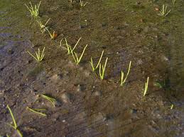 Image result for Limosella