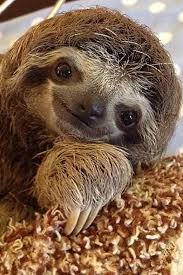 Pin By Orjinal63 On Sloths Cute Sloth Pictures Cute Baby Sloths Baby Sloth