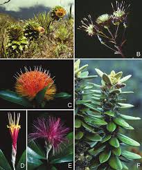 Image result for Pleiotaxis argentea