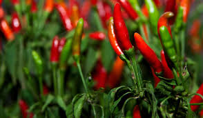 În cadrul experimentului realizat în acest sens, cercetătorii au hrănit şase persoane supraponderale, sănătoase, având între 30 şi 65 de ani, cu pui cu. Ardeiul Iute Proprietati Beneficii Mod De Utilizare Contraindicatii