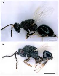 Image result for Burttia prunoides