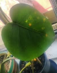 Maybe you would like to learn more about one of these? Yellow Brown Spots On Monstera Gardening Landscaping Stack Exchange