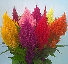 Celosia Plant Care How To Grow The Cockscomb Flower Celosia Plant Container Gardening Flowers Flowers