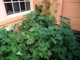 Mosquito traps that use fans, electric grids, or adhesive pads to capture and kill mosquitoes are also somewhat effective. Citronella Plant Keeps Mosquitoes Away Garden Myths