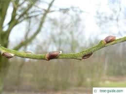 Image result for Goat Willow
