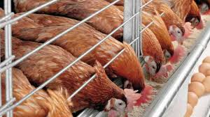 We did not find results for: Masih Menjanjikan Berikut Cara Ternak Ayam Petelur Yang Wajib Diketahui Pemula Edufinansial