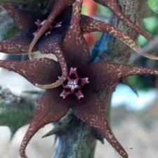 Image result for Orbea caudata