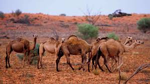 The padding makes the gait of a camel silent, and keeps it from sinking in the sand. Australia S Wild Camel Dilemma To Cull Or Cultivate Nikkei Asia