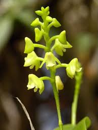 Image result for Polystachya pamelae