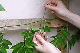 Wisteria Pruning Rhs Gardening Garden Shrubs Wisteria Pruning Garden Vines