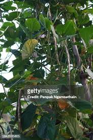 Image result for Canavalia ensiformis