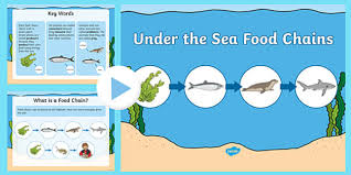 Here's a look at the top 10 foods high in iron. Under The Sea Food Chains Powerpoint Science Resource