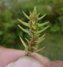 Image result for Crassula schimperi