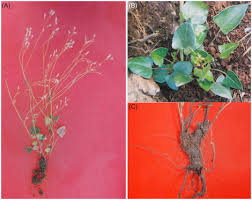 Image result for Fagopyrum snowdenii