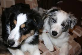 what to feed your australian shepherd