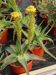 Image result for Cadaba natalensis