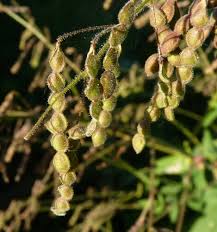 Image result for Desmodium tortuosum