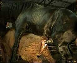 Brutal black stallion nicely bangs a brown cow from behind