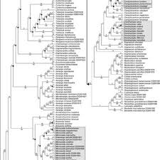 Image result for Microcoelia bulbocalcarata