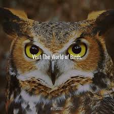 Help Save World Of Birds In Hout Bay By Paying Them A Visit And Learning More About Our Feathery Companions Riversidebh Letsdo Hout Bay Cape Town This Is Us
