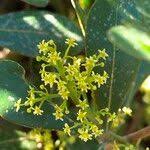 Image result for Searsia lucida