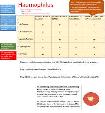 Microbiology Wordsology