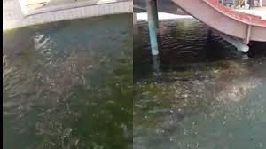 Viral Video Kolam Renang Di Bogor Berubah Jadi Kolam Ternak Lele Ini Faktanya Tribunnews Com Mobile